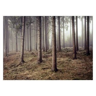 Affisch - Forest 4