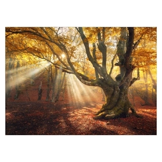 Affisch - Höstskog med solstrålar