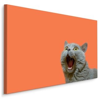 Duk Brittisk Katt På En Orange Bakgrund