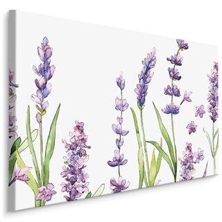 Duk Akvarell Lavendel Blommor På En Vit Bakgrund