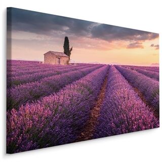 Duk Blommande Lavendelfält I Provence