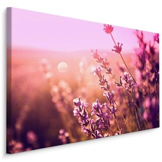 Duk Lavendel Blommor I Solen 3D