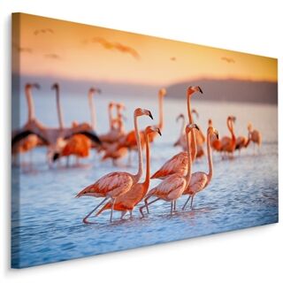 Duk Flamingos Fåglar
