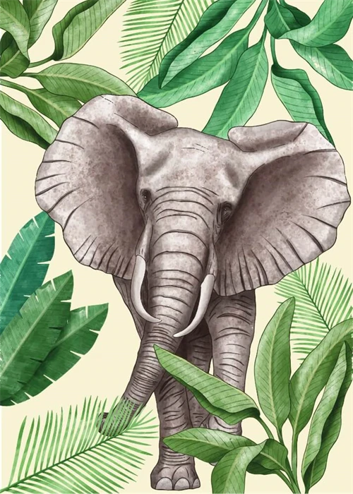 Koala Illustration