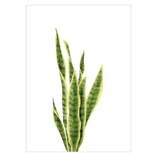 Vacker affisch med grön växt-svärmors vassa tunga
