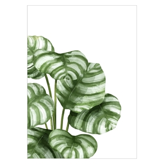 Affisch med Kalatea -växten med vackra gröna blad