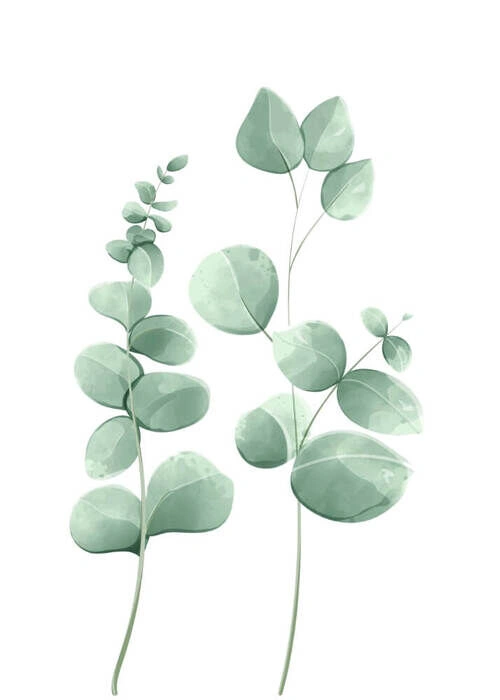 Affisch - Eucalyptus leaves 1