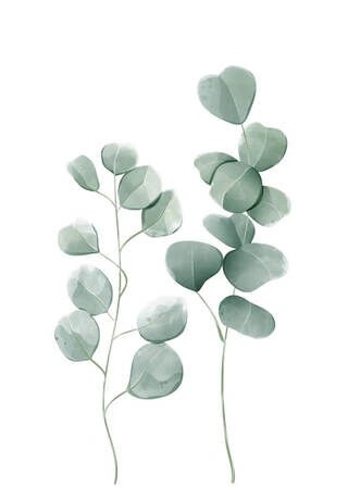 Affisch - Eucalyptus leaves 2