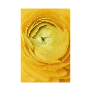 Affisch - Yellow rose