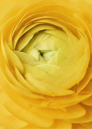 Affisch - Yellow rose