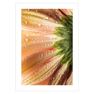 Affisch - Coral flower