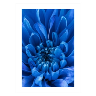 Affisch - Blue Petals