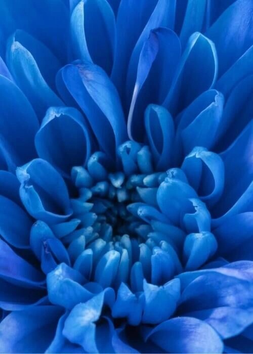 Affisch - Blue Petals