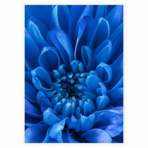 Affisch med en närbild av ett blått kronblad