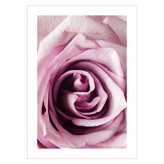Affisch - Närbild på rosa ros