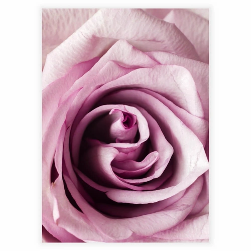 Affisch med närbild av en ros i rosa och rosa nyanser