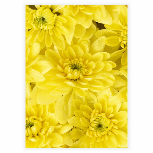 Affisch med närbild av vackra gula blommor