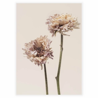 Affisch - Chrysanthemum flower