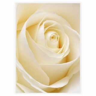 Affisch - White rose