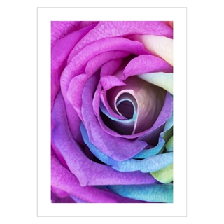 Affisch med Rainbow rose