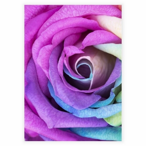 Affisch med Rainbow rose