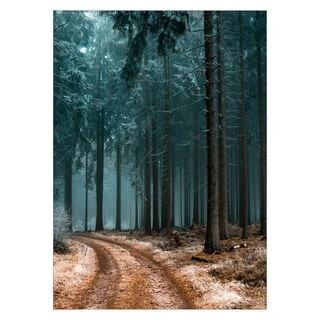 Affisch - skog 5