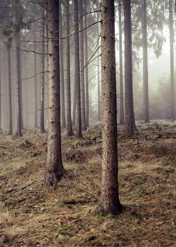 Affisch med skog 6