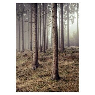 Affisch - skog 6