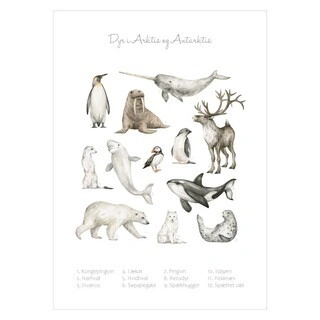 Lärande Affisch - Djur i Arktis och Antarkis