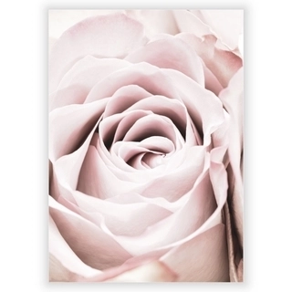 Affisch - Rosa ros 4