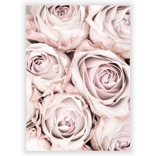 Affisch - Rosa rosor 3