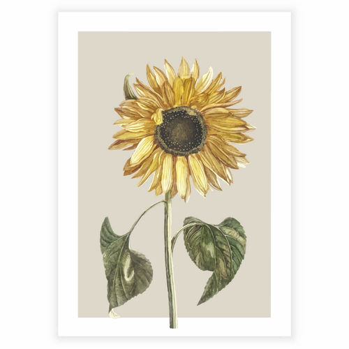 Vacker affisch med en ritad solros på beige bakgrund som affisch