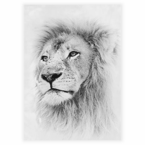 Affisch - Wild lion