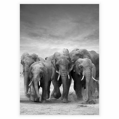 Affisch - Elefanter i flock