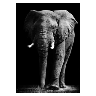 Affisch med stor elefant i svart och vitt