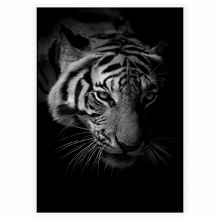 Affisch med tiger i svart/vitt