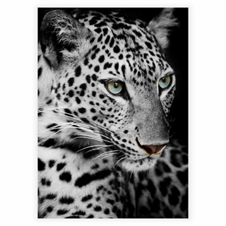 Affisch med Leopard