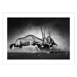 Affisch med Oryx