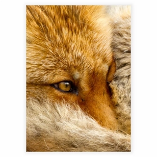 Affisch med räv