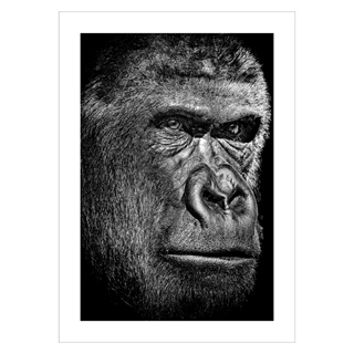 Affisch med ett schimpansansikte