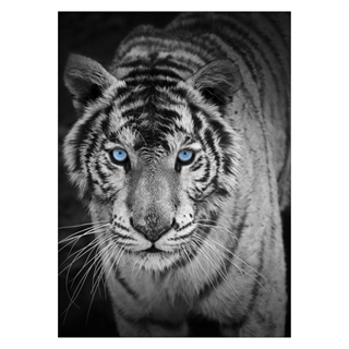 Affisch - Tiger med blå ögon
