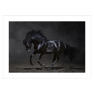 Affisch med svart häst