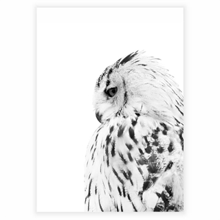 Affisch - The owl