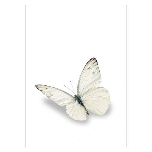 Affisch med vit fjäril med skugga