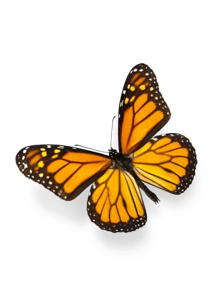 Affisch - Fjäril orange