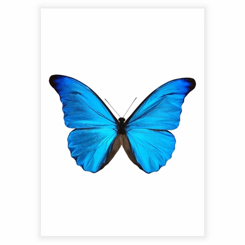 Affisch - Fjäril sky blue