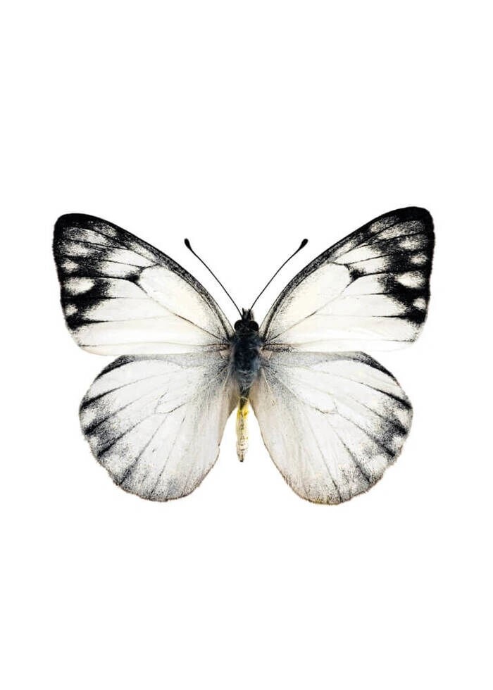 Affisch - Fjäril svart,vit