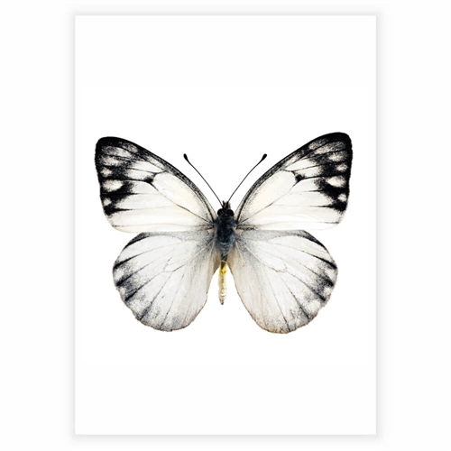 Affisch - Fjäril svart,vit