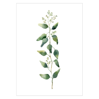 Affisch med eukalyptusgren med blommor