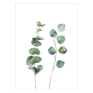 Affisch med eukalyptusväxt